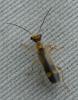 Malthinus sp.